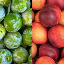 Prunes Reine Claude et nectarines