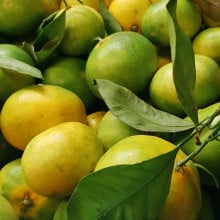 Mandarine Satsuma