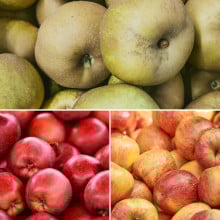 Trio de pommes : pomme canada grise, reine des reinettes et kissabel