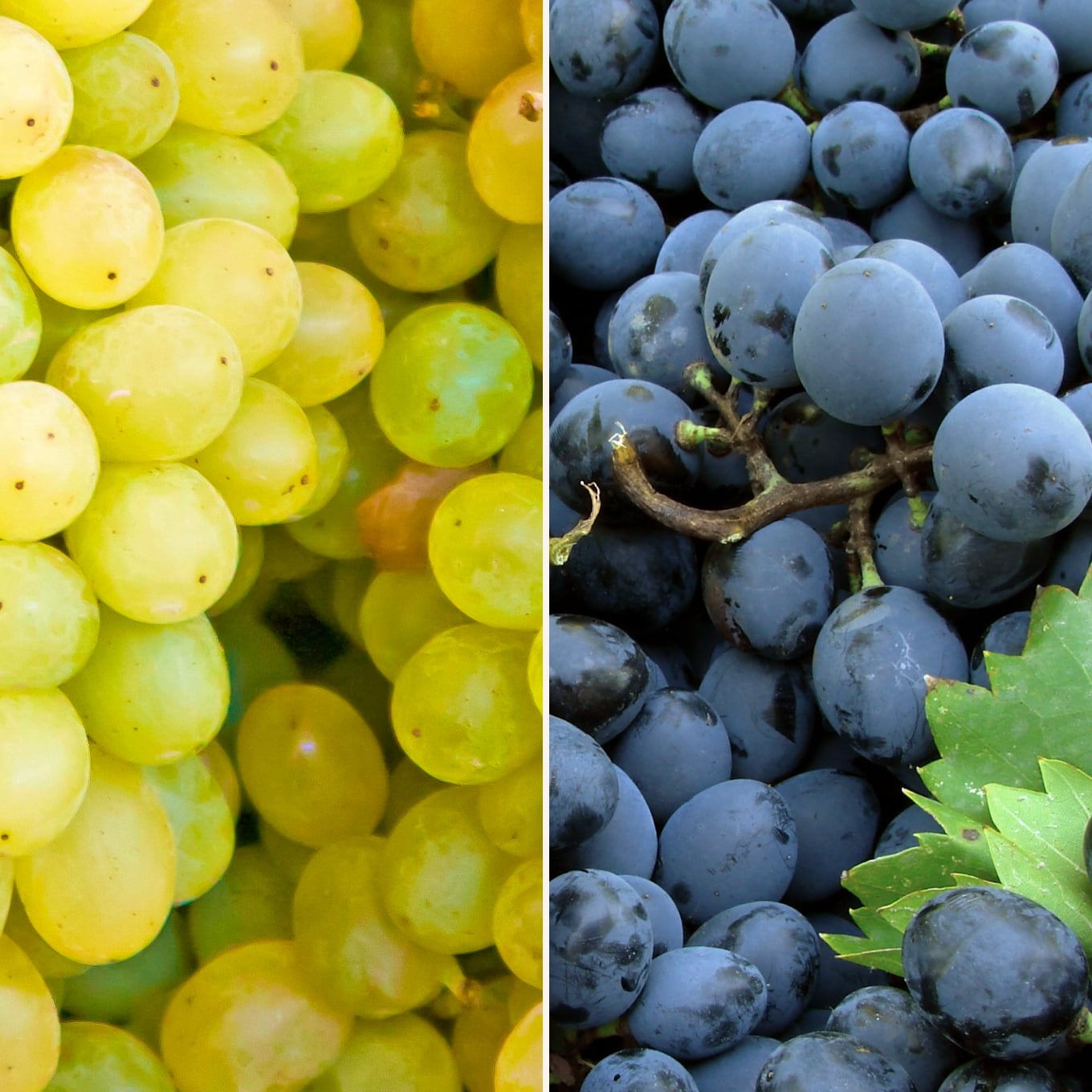 Duo de raisin blanc & noir