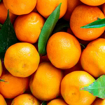 Mandarines Orri branchées