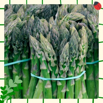 Asperges vertes