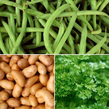 Haricots verts, pommes de terre grenailles et persil frisé