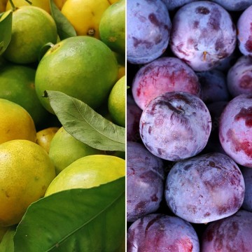 Mandarines satsuma et prunes datil