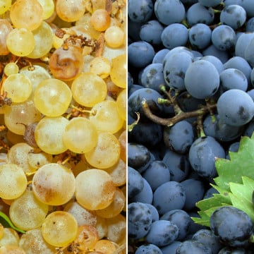 Raisin Chasselas & raisin Muscat noir