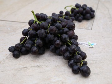 Raisin Muscat noir