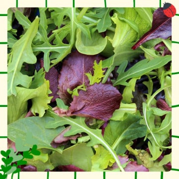 Mesclun