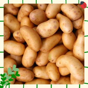 Pommes de terre grenaille