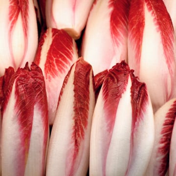 Endives rouges