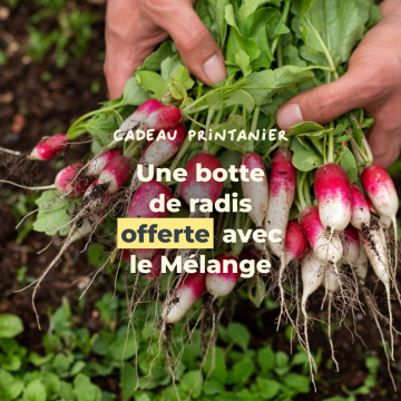 Une botte de radis offerte dans le Mélange