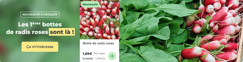 Les premiers radis roses sont là !
